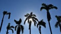 Palm tree with blue sky background Royalty Free Stock Photo