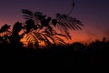 Silhouette of palm trees at tropical sunset on Bali island. Royalty Free Stock Photo