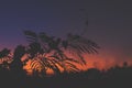 Silhouette of palm trees at tropical sunset on Bali island. Royalty Free Stock Photo