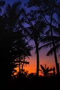 Silhouette of palm trees at tropical sunset on Bali island. Royalty Free Stock Photo