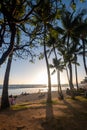 Silhouette of palm trees on Waikiki Beach