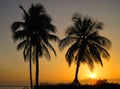 silhouette palmtree Royalty Free Stock Photo