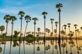 Silhouette of palmyra palm trees and their reflections