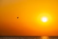 Silhouette of a parachute and a skydiver against the background of a bright burning sunset over the sea