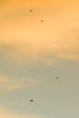 Silhouette of parachutists flying slowly on parachute at sunset