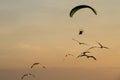 Silhouette Paramotor, Parachute, Paraglide flying in the sunset Royalty Free Stock Photo