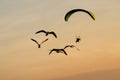 Silhouette Paramotor, Parachute, Paraglide flying in the sunset Royalty Free Stock Photo