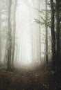 Silhouette on path in mysterious foggy forest