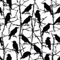 Silhouette pattern of ravens perched on thorny branches against white Royalty Free Stock Photo