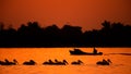 Silhouette of pelican an fisherman in the sunset. Danube Delta Romanian wild life bird watching