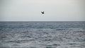 Silhouette of a pelican flying above the sea. Royalty Free Stock Photo