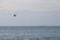 Silhouette of a pelican flying above the sea. Royalty Free Stock Photo