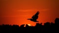 Silhouette of pelican flying over water in the sunset. Danube Delta Romanian wild life bird watching Royalty Free Stock Photo
