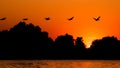 Silhouette of pelican flying over water in the sunset. Danube Delta Romanian wild life bird watching Royalty Free Stock Photo