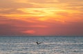 Silhouette of a pelican spreading its wings over the sea at sunset