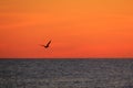 SIlhouette of a Pelican at Sunset