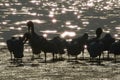 Silhouette of Pelicans on Beach