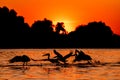 Silhouette of pelicans flying in the sunset. Danube Delta Romanian wild life bird watching Royalty Free Stock Photo