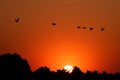 Silhouette of pelicans flying in the sunset. Danube Delta Romanian wild life bird watching Royalty Free Stock Photo