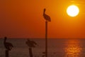 The silhouette of pelicans perched on poles at sunset in the sea