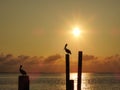 Silhouette of Pelicans