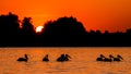 Silhouette of pelicans in the sunset. Danube Delta Romanian wild life bird watching