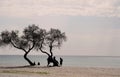 Silhouette of people chatting under tree on beach in the sunset Royalty Free Stock Photo