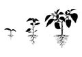 Silhouette pepper plant with roots set