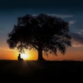 Silhouette of a person next to a tree