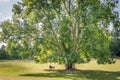 Silhouette of a person sat on a bench under a tree Royalty Free Stock Photo