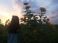 Silhouette of a person standing alone from behind on a sunflower garden at sunset. Royalty Free Stock Photo