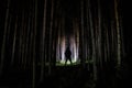 Silhouette of person standing in the dark forest with light. Horror halloween concept. strange silhouette in a dark spooky forest Royalty Free Stock Photo