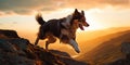 Silhouette Pet, Dog jumps on peak cliff with sunset background. Pet shop new year concept