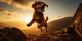 Silhouette Pet, Dog jumps on peak cliff with sunset background. Pet shop new year concept