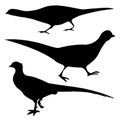 Silhouette of the pheasant Royalty Free Stock Photo