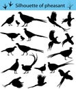 Silhouette of pheasant