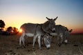 A silhouette picture of donkeys at sunset.