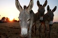 A silhouette picture of donkeys at sunset.