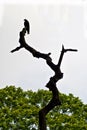 A silhouette picture of a kite sat on dry tree.