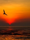 Silhouette picture, seagulls with sunset in evening Royalty Free Stock Photo