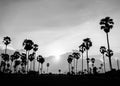 Silhouette picture of Sugar palm at sunset