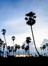 Silhouette picture of Sugar palm at sunset