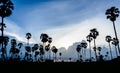 Silhouette picture of Sugar palm at sunset