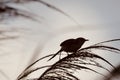 Silhouette picture of Yellow-bellied Prinia