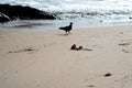 Silhouette of a pigeon looking for food in the beach sand