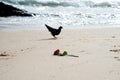 Silhouette of a pigeon looking for food in the beach sand