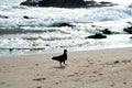 Silhouette of a pigeon looking for food in the beach sand