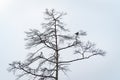 silhouette of a pigeon sitting on top of a pine tree Royalty Free Stock Photo