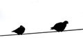 silhouette of the pigeons on the light cable in black and white Royalty Free Stock Photo