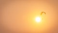 The silhouette of the pilot controlling a paramotor, flying over the orange sky